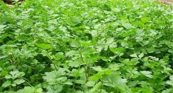 怎样种芫荽，种芫荽的方法