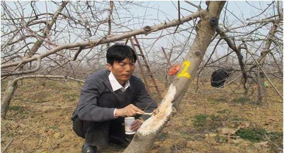 苹果萌芽前后病虫害防治方法