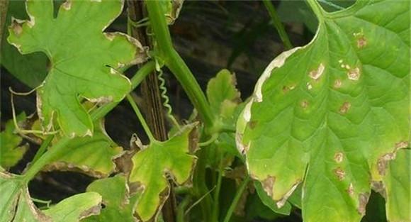哈密瓜细菌性叶斑病的症状特征