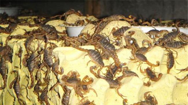 蝎子养殖喂养什么食物