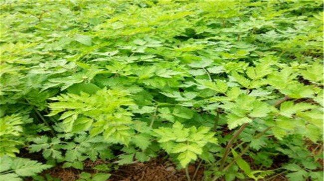 当归种植多久采收