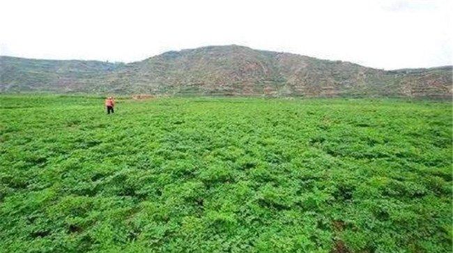 当归种植条件