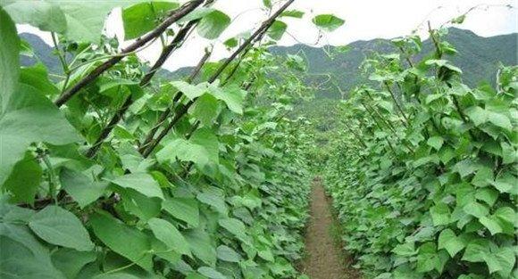 蔓生型栽培类型