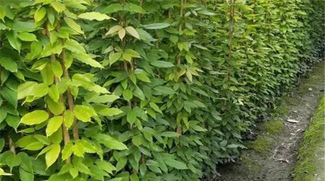 油麻藤属于什么植物 常绿油麻藤简介