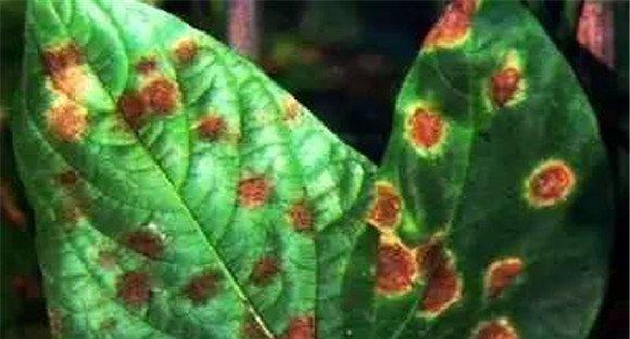 菜豆红斑病发病的原因