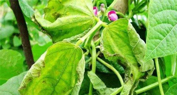 菜豆红斑病防治方法