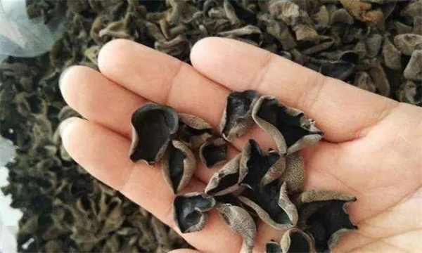 如何选购黑木耳和白木耳