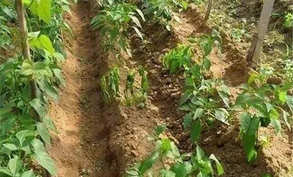 辣椒定植后发生的死棵
