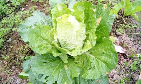 目前大白菜生产施肥有哪些误区
