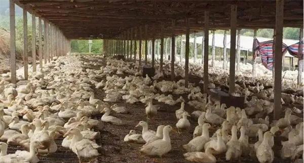 如何制定肉鸭免疫程序