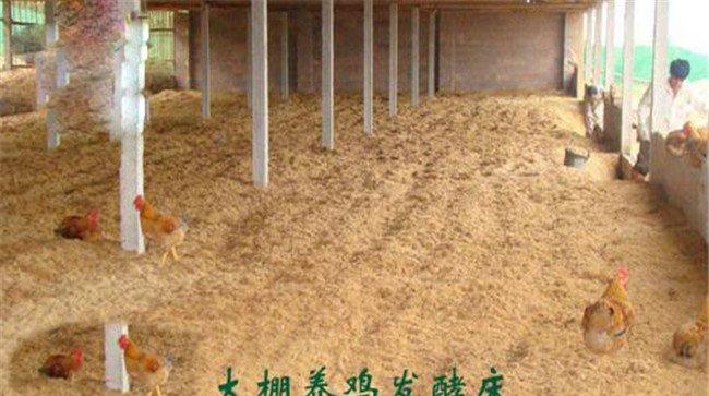 发酵床养鸡技术与其他饲养方式的比较