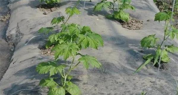 大棚苦瓜定植后的管理