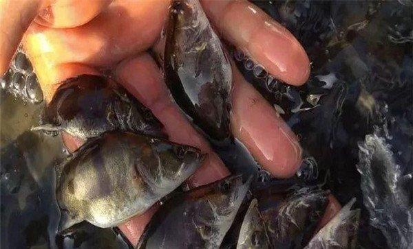 如何培育大规格鱼种