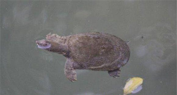 乌龟的人工孵化要点