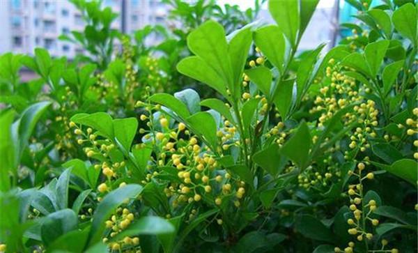 盆栽米兰的光照控制