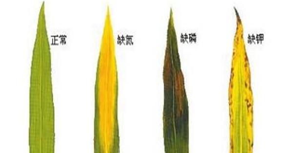 植物缺氮、磷、钾元素时各有什么症状