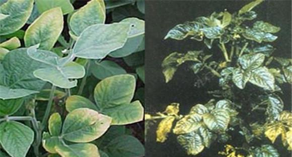 如何判断植物缺少氮、磷、钾元素