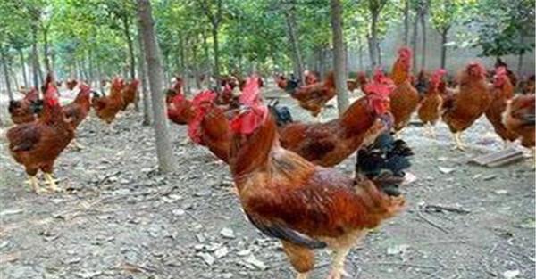 种鸡公、母要分开饲养