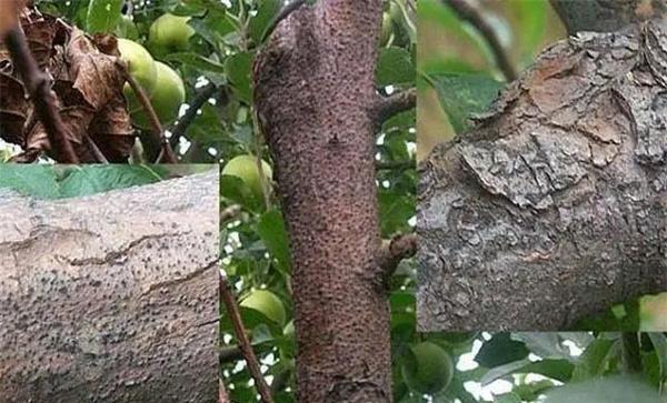 苹果树干腐病如何防治
