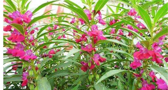 凤仙花