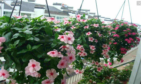 长春花养殖方法