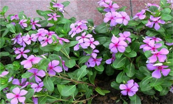 长春花养殖方法