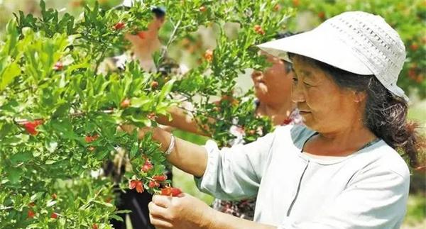 石榴的疏花疏果技术要点