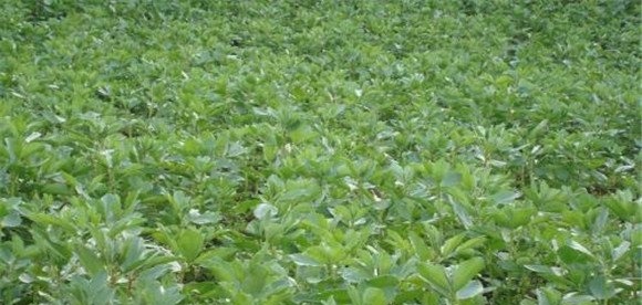反季节蚕豆种植技术与管理方法