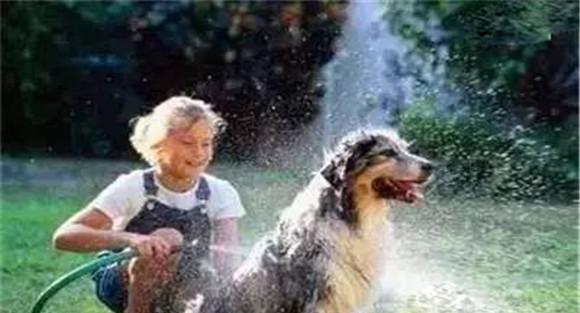 夏季养犬要防暑降温