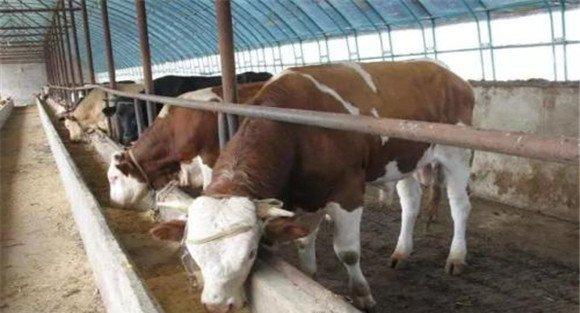 养殖肉牛饲料搭配应注意哪些问题