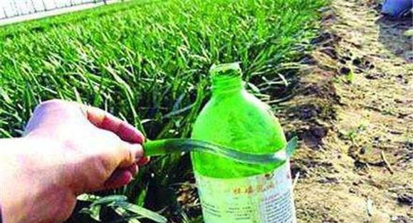 韭菜为什么农药残留较多