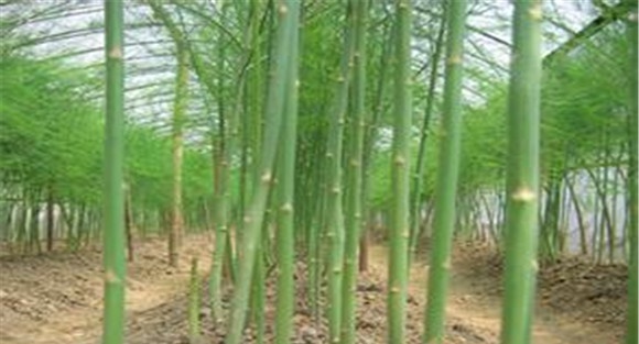 芦笋的种植方法