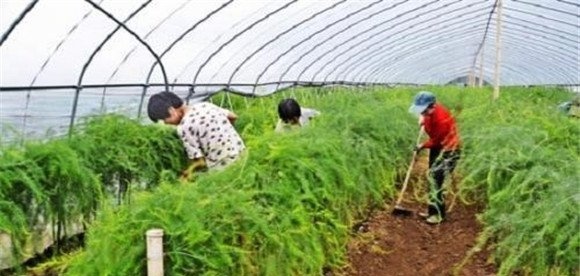 芦笋的培土方法