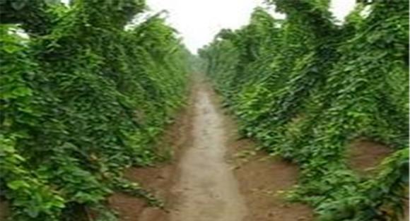 淮山药和铁棍山药的区别