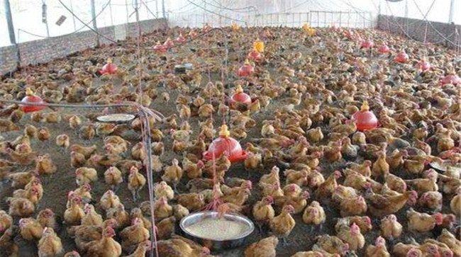 发酵床养鸡对饲料的要求有哪些