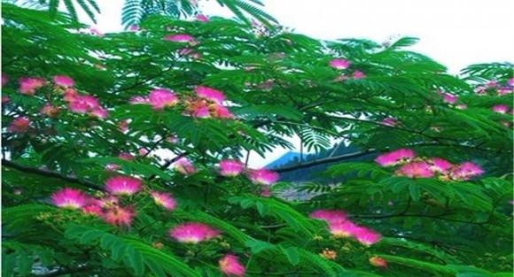合欢树枯萎病的发生规律