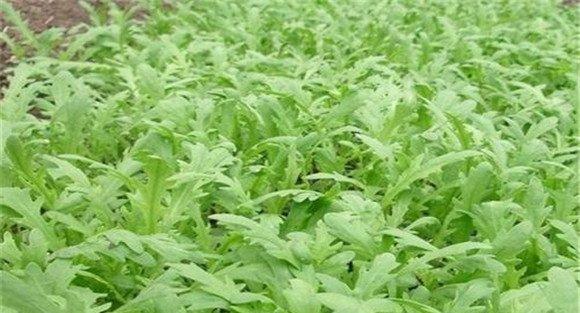 大棚茼蒿的加茬种植方式