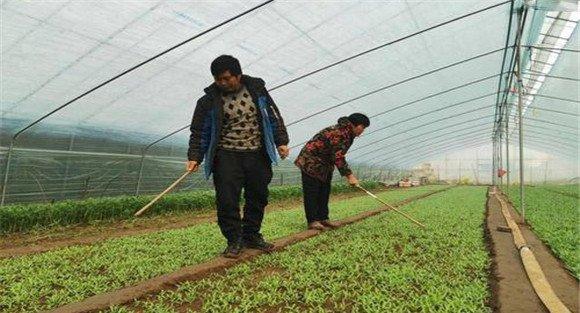 大棚茼蒿套作种植方式