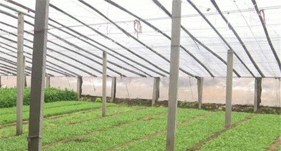 大棚茼蒿秋延后栽培方式