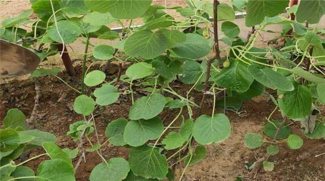 软枣猕猴桃什么季节种植合适