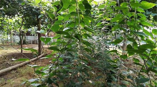 软枣猕猴桃的种植条件