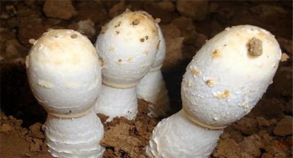 鸡腿蘑的生物学特性