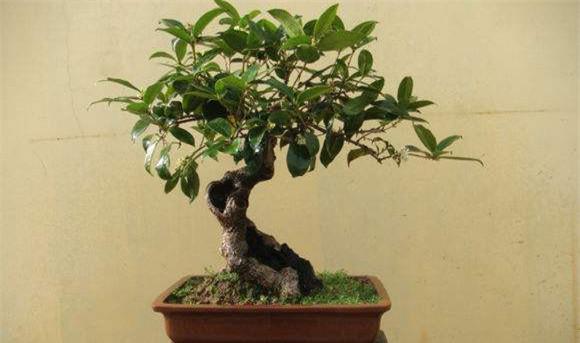 盆栽桂花怎么养