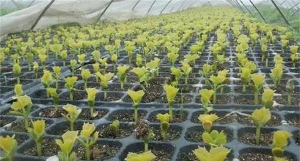 设置苦瓜育苗床需要哪些材料