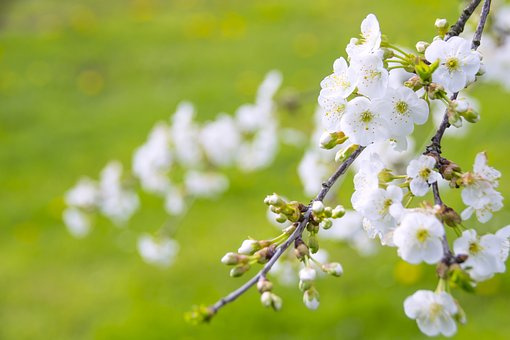 西瓜真菌性、细菌性枯萎病的区别与防治