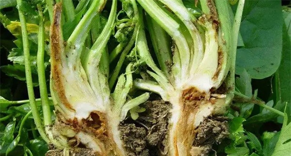 芹菜烧心是什么原因引起的
