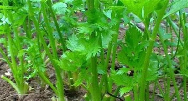 如何预防芹菜烧心