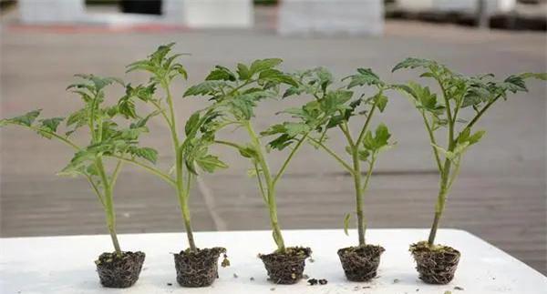 番茄定植时的壮苗标准是什么