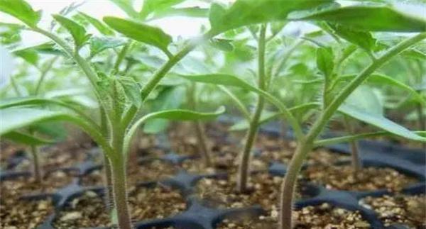 怎样控制番茄幼苗徒长