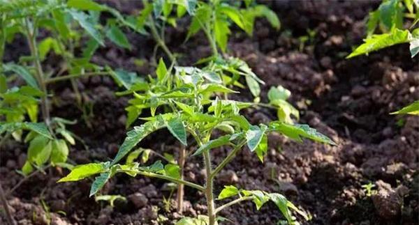 番茄定植前的炼苗、追肥、喷药